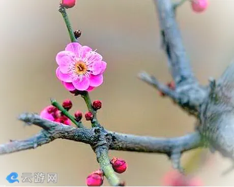 南阳塔子山梅花基地