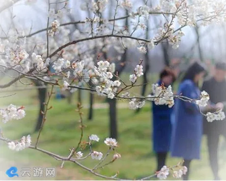 句容天王浮山樱花园