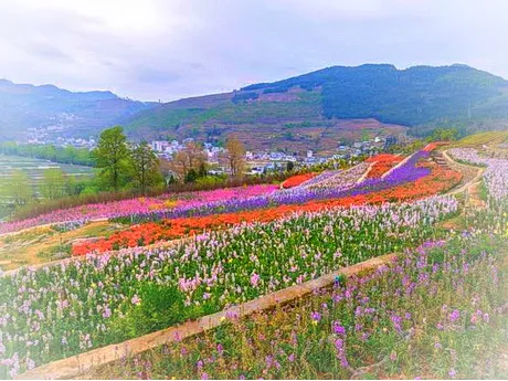 六盘水大河堡凉都花海