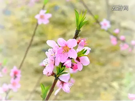 盐城东方桃花洲景区