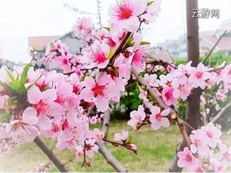 盐城东方桃花洲景区