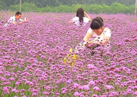 宿迁薰衣草休闲产业园