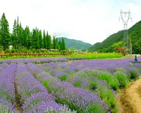 义乌何斯路薰衣草花园