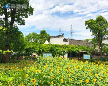 上海东方葵园