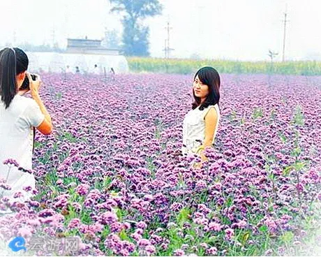 太原北固碾薰衣草花海庄园