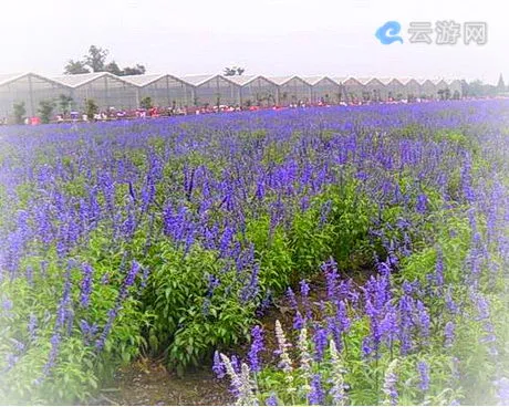 成都市郫县战旗·5季花田旅游景区