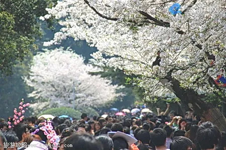 武汉大学樱花节图片