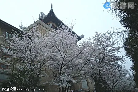 武汉大学樱花节图片