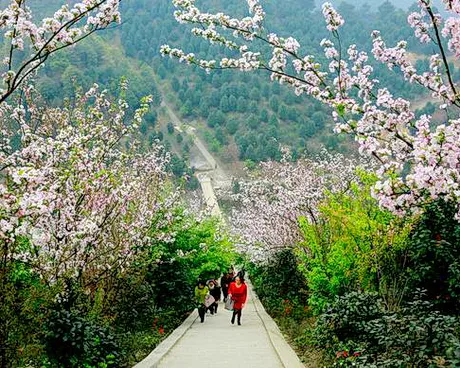 珙县龙茶花海