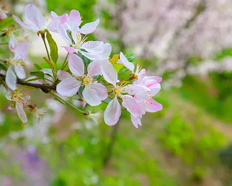 珙县龙茶花海