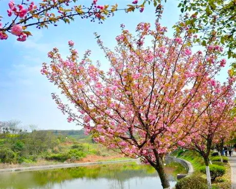 宜昌市三峡大学桃花节