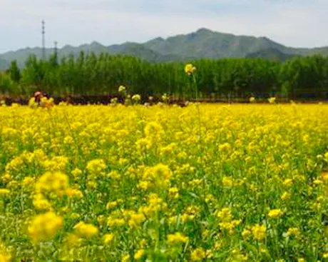 密云北庄（北庄油菜花）