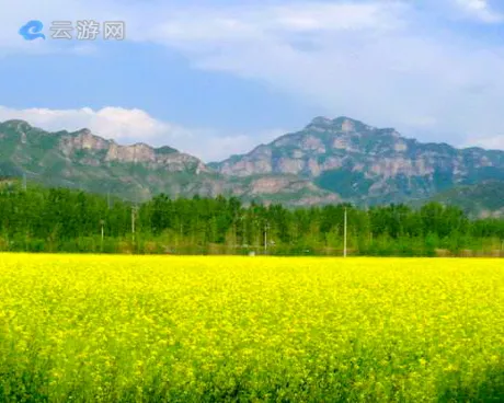 密云北庄油菜花海