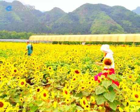 密云雾灵西峰彩葵园