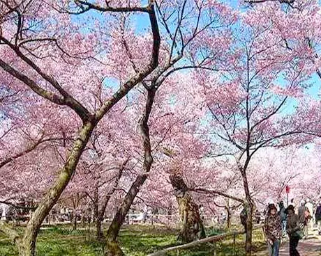 松江辰花路樱花园