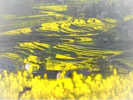 武隆庙垭乡油菜花