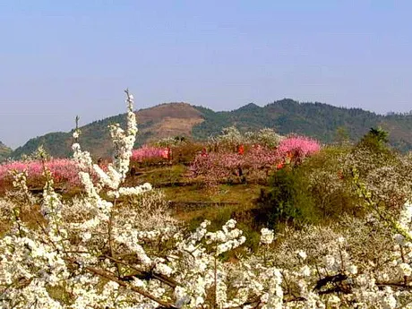 合川双凤桃李园