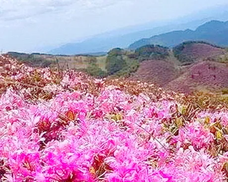 昆明禄劝马鹿塘杜鹃花海