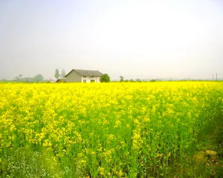 枝江问安油菜花