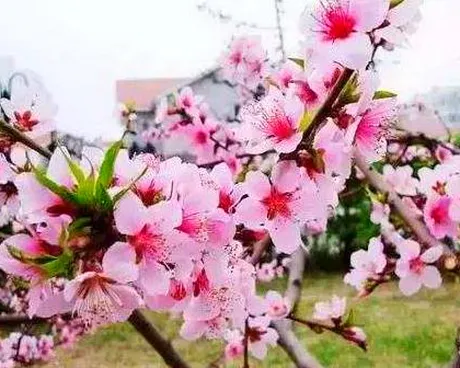 武汉洪山周庄村