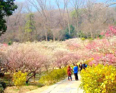 竹山梅花谷景区