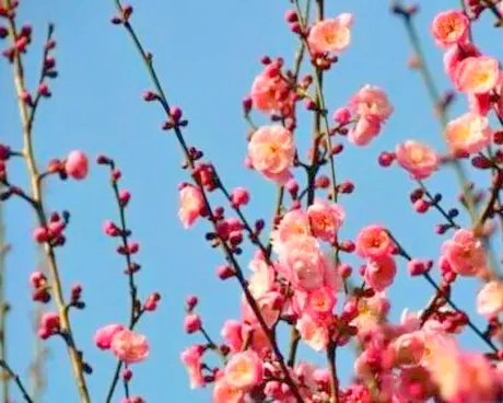 竹山梅花谷景区