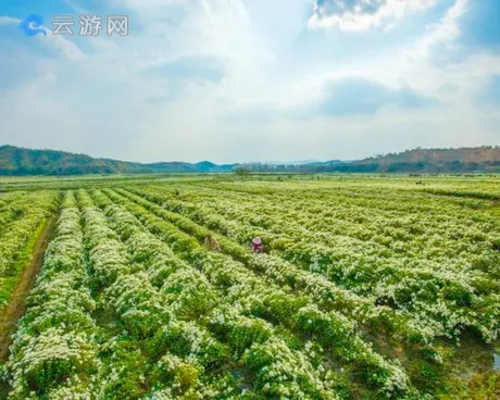 麻城福白菊观赏园