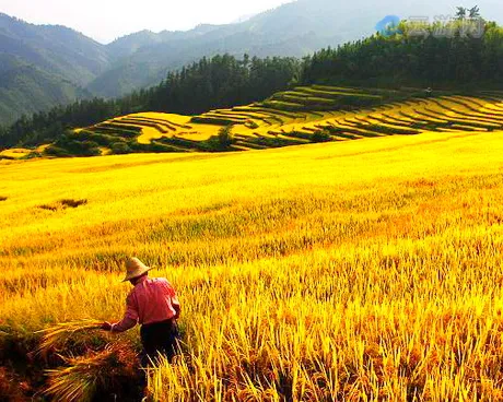 连山欧家梯田