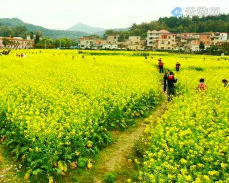 梯面西坑村油菜花