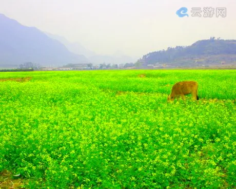 英德沙口镇菜花峪