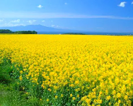 上海奉贤庄行镇油菜花