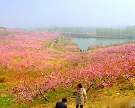 南京六合竹桃花岛