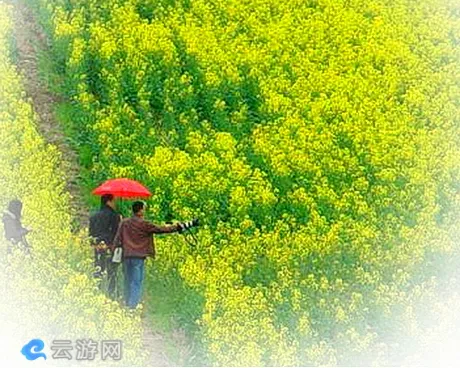 苏州吴江同里北联村油菜花