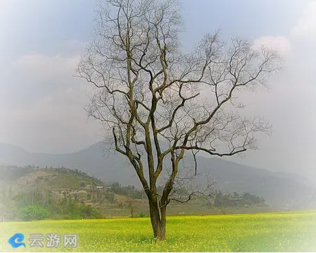 闽侯县梧桐下村油菜花