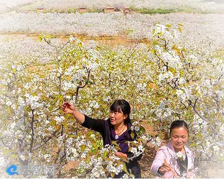 孟津会盟梨花节