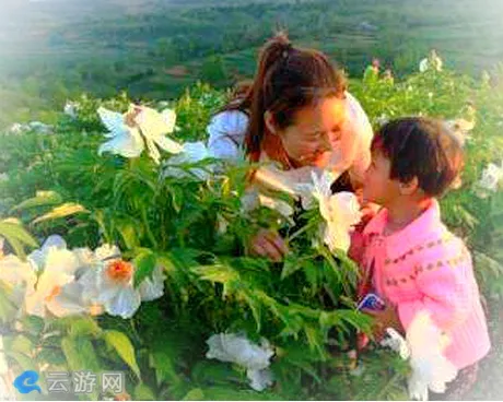 洛宁罗岭高山牡丹生态园