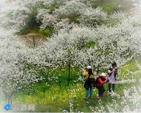 西峡田关乡孙沟村万亩李花