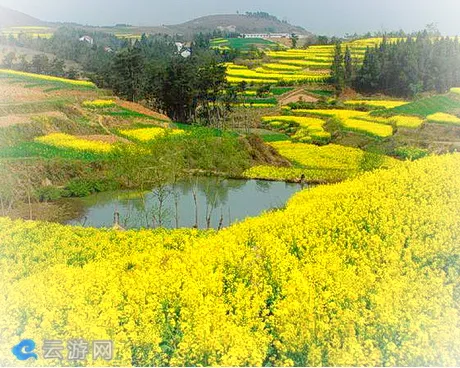 勉县春光村油菜花