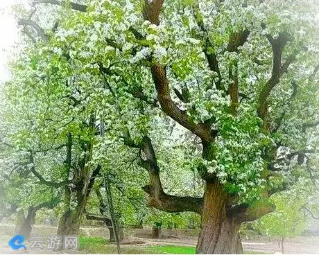 兴隆乡大庙村种植梨树由来已久，因盛产香水梨而闻名，大庙村成规模地保留了大量百年老梨树，古梨园融梨树梨花于古村落之中，独具特色。2017年大庙村被甘肃省列为美丽乡村旅游景点，“大庙香水梨”也被申请为国家地理标志保护产品。