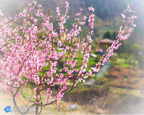 丹凤县桃花谷景区