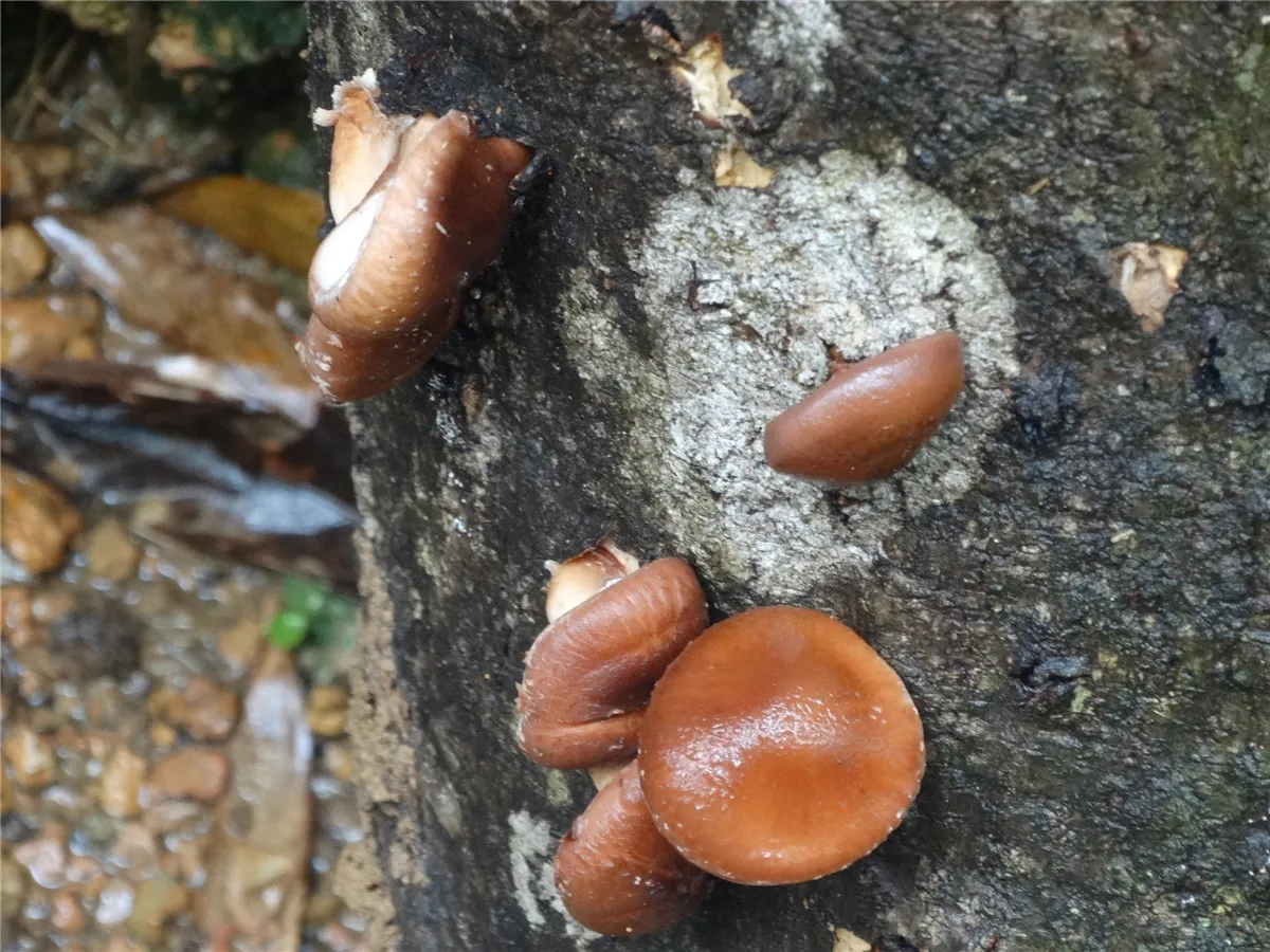 三明永安青水龙头村