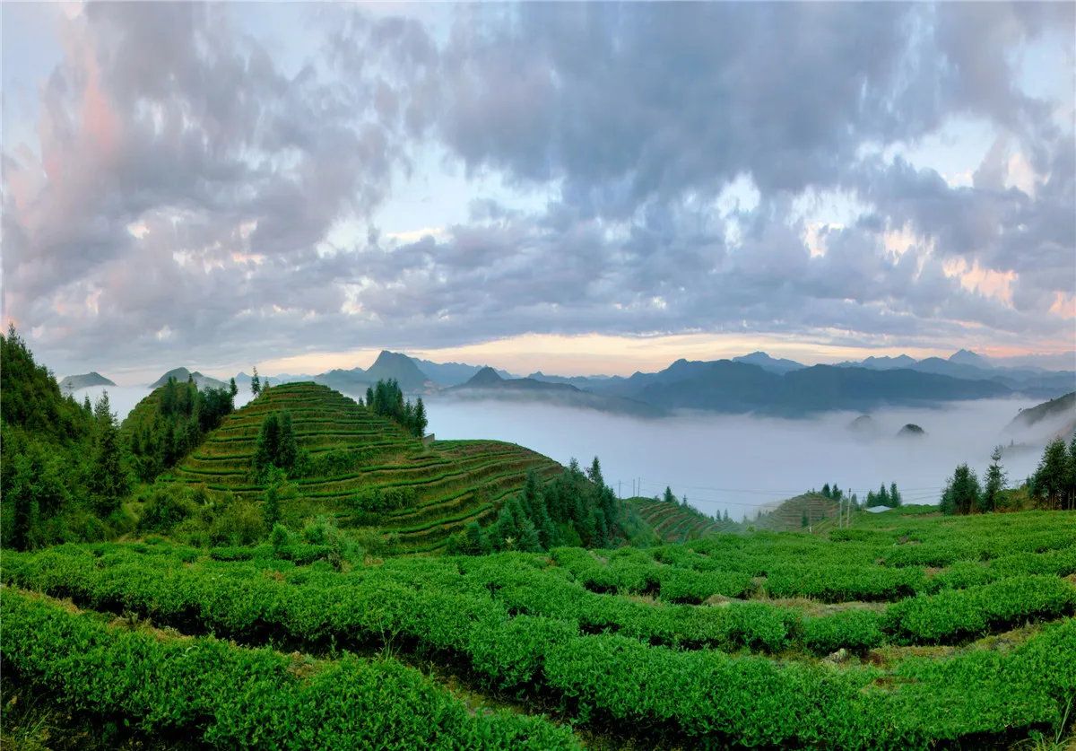 大田县济阳村高山生态茶园.webp