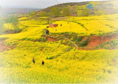 洛阳嵩县大坪乡油菜花