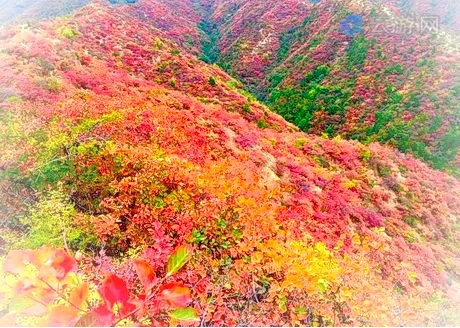 济源神住沟红叶