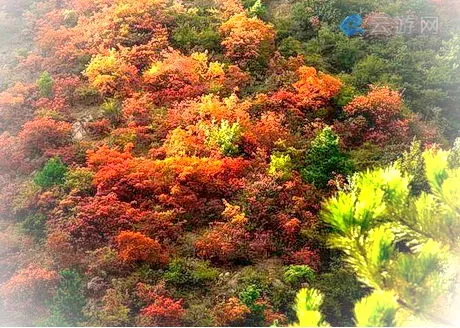 济源神住沟红叶