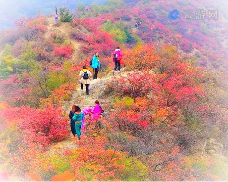 济源神住沟红叶