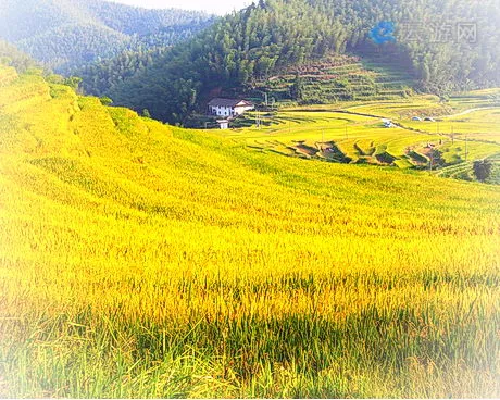 崇义上堡梯田风景区