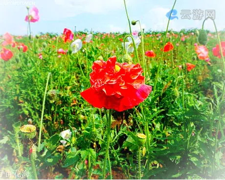 铁岭新城万亩花海景区