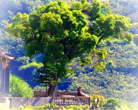 仙游百松村