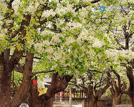 青海海南贵德梨花节